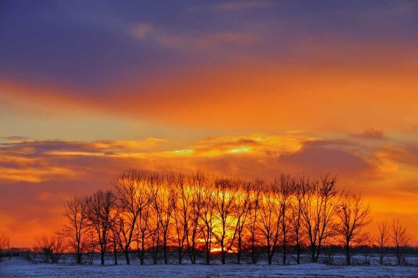 Canada, Altona Trees at sunrise on the prairie